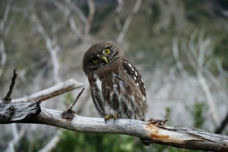 Thema van de maand: Vogels