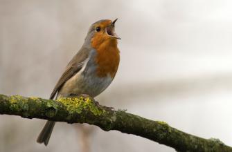 De grote vogelquiz De grote vogelquiz