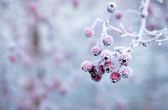 Thema van de maand: Winter Thema van de maand: Winter