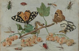 Thema van de maand: Insecten Thema van de maand: Insecten